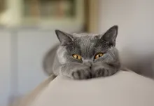 cats animals yellow eyes Art HD Wallpaper